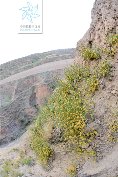 藁本神农本草经,神农本草经葛根原文