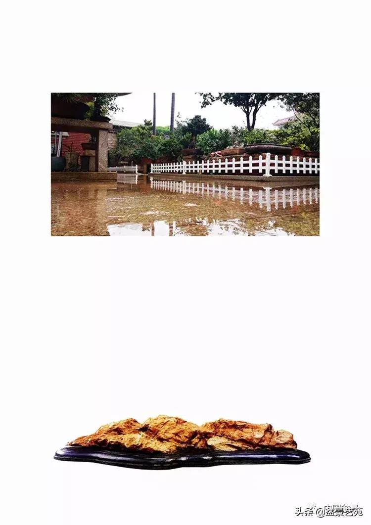 陈文图榕树欣赏,陈文图盆景