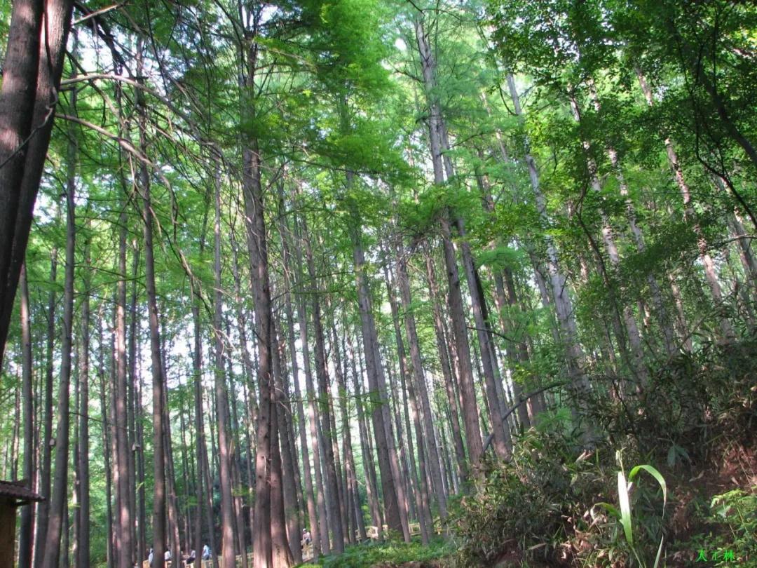 全国林草生物多样性保护成就展,林业生物多样性保护
