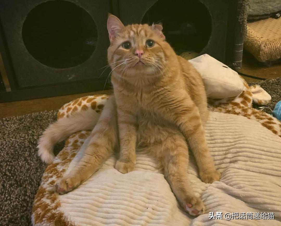 被弃养了一次的猫,从病魔中救回的猫脱离安乐死