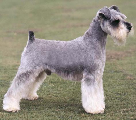 世上最罕见的狗品种图片,全世界狗品种视频