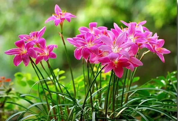 韭兰在北方冬天可以开花吗,韭兰从种球到开花需要多久