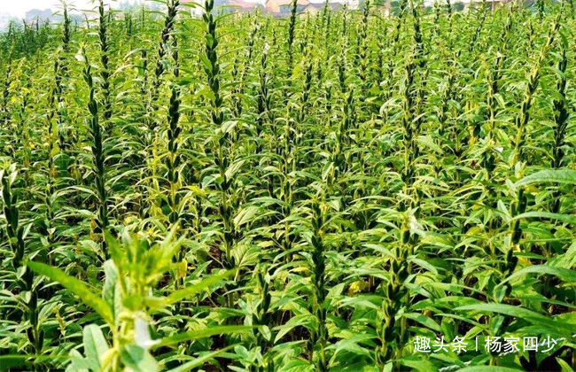 芝麻开花节节高是不是俗语,芝麻开花节节高的芝麻什么样子