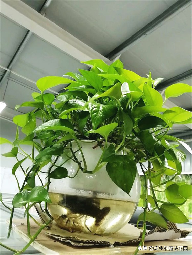 绿萝扦插注意事项,绿萝扦插注意事项有哪些