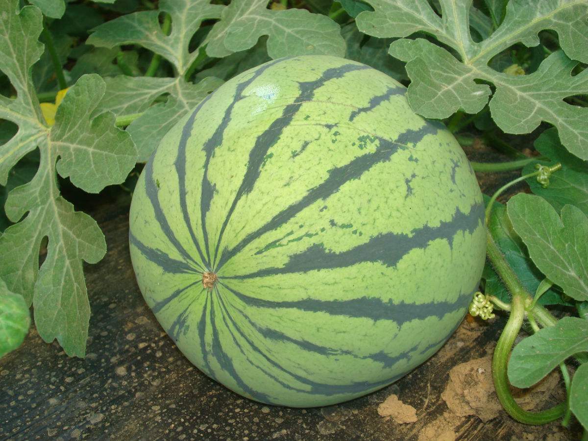 吃西瓜的方式辨别性格,种植西瓜怎样判断是否成熟