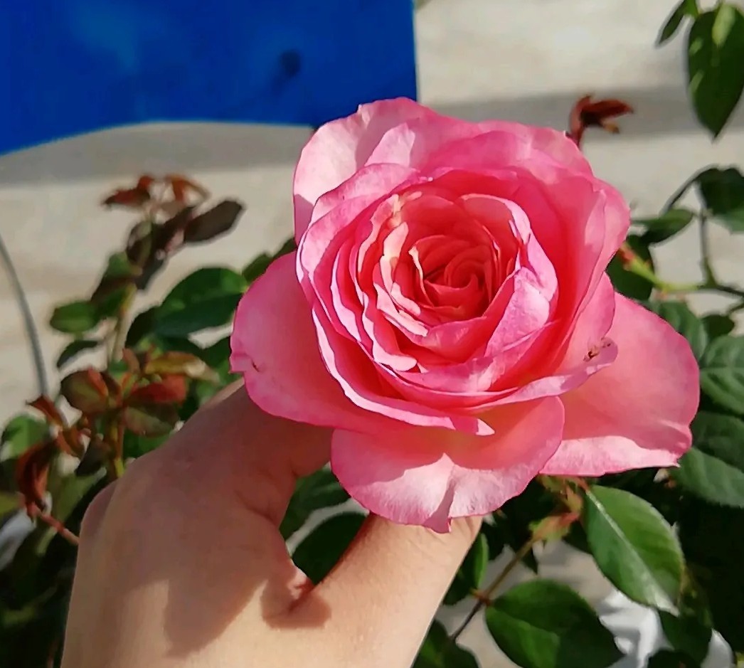 100种月季经典品种,100种经典月季品种