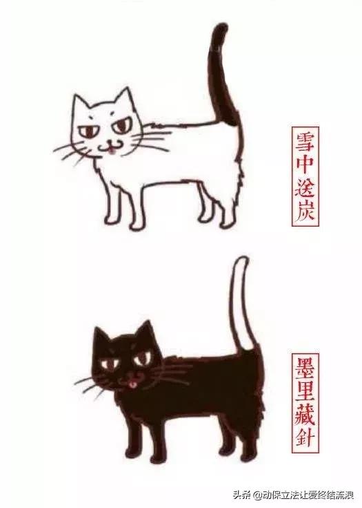 中华田园猫的寿命一般有多少年,中华田园猫哪种捉老鼠最厉害