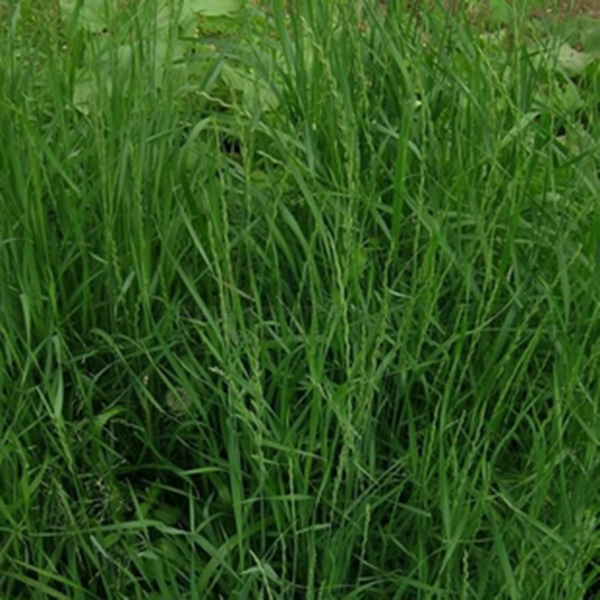 四子王旗羊肉卷,四子王旗染头发