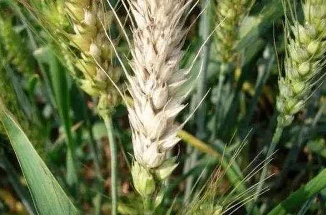 小麦出现白穗的原因有哪些？农民朋友该如何防治？