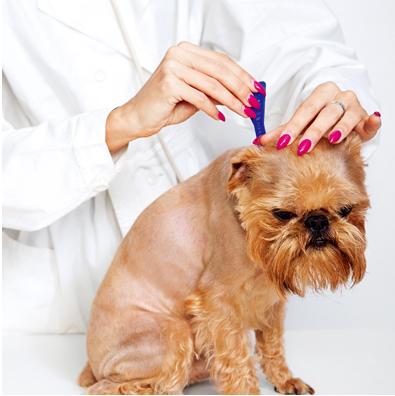 狗狗驱虫要单独驱球虫吗,狗狗驱虫选择合适的驱虫药