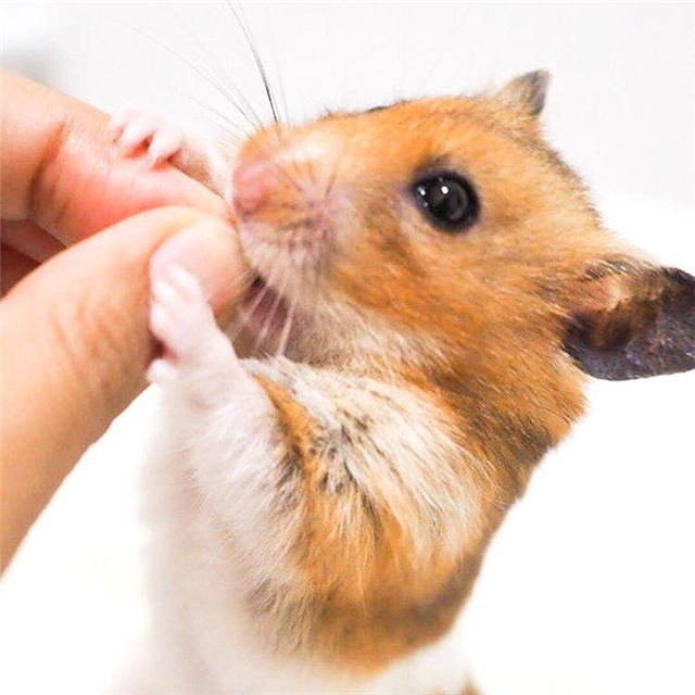 仓鼠也会拆家，饲主为“奖励”鼠鼠，拿出了酸酸的橘子