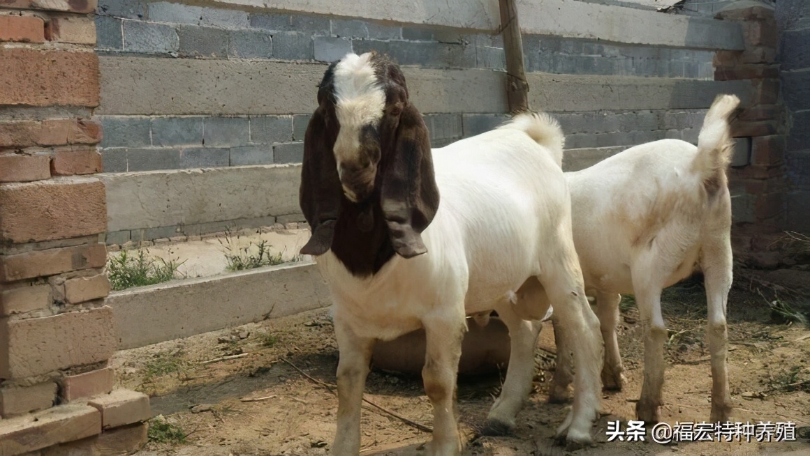 目前国内什么品种的羊最适合南方,中国养殖的羊的品种最多的是什么