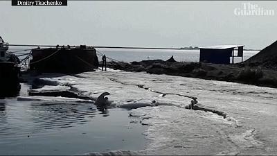 饥饿北极熊打猎视频,饥饿北极熊