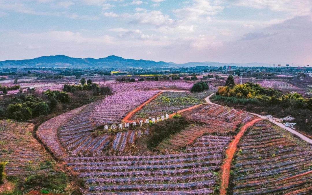 青白江特色旅游商品来啦！快来看有没有你的“心头好”