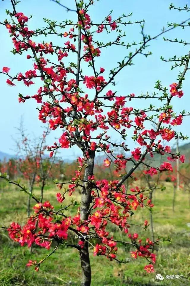 庐江乐桥岱尔山景区,庐江矾山有哪些景区