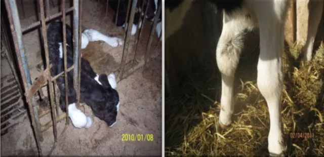 犊牛饲养管理三个原则,犊牛饲养原则