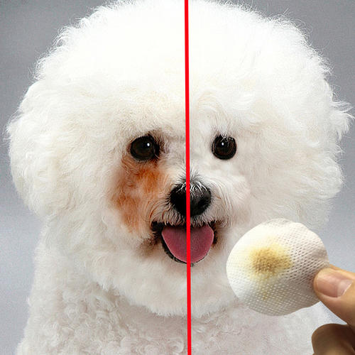 养狗狗必备三种救命药,养狗必备的常用药