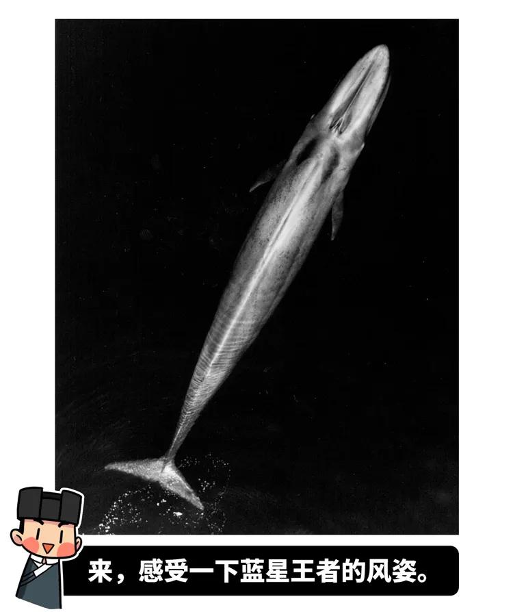 为什么要捕杀鲸鱼?日本人:不是为了吃,这是传统文化