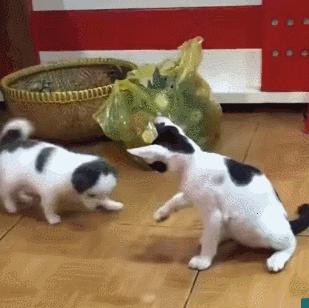 好不容易养大的猫被猪拱了,猫为什么喜欢被猪拱