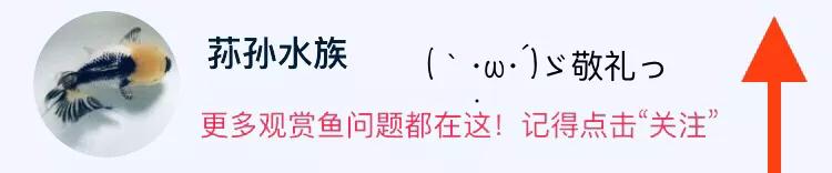 虎鱼体型分类,虎鱼种类区别