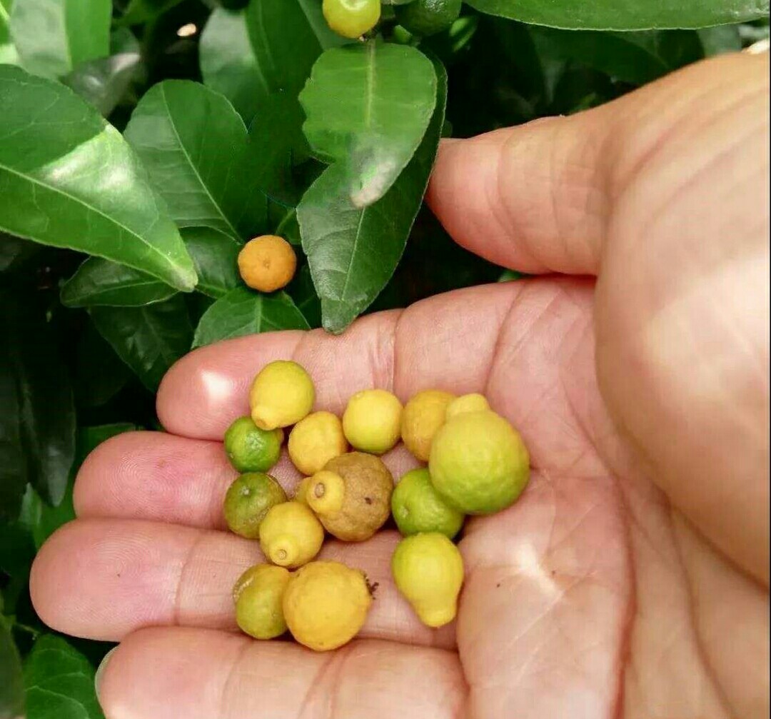 盆栽金桔掉叶掉果怎么办,盆栽金桔树冬天落叶落果