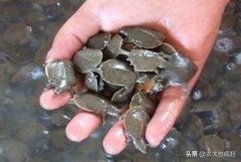 上岸甲鱼莫伸手下山野鸡不能追,上山甲鱼下山鸡不死也得脱层皮