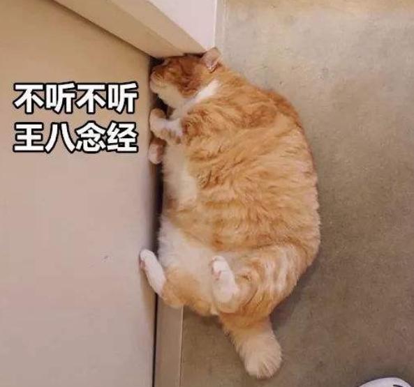 猫咪走失最有效的方法,猫咪走丢1周怎么寻回