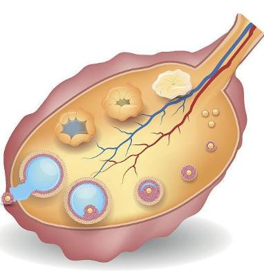 乘风破浪的姐姐实力差距,乘风破浪的姐姐们对比