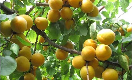 杏子熟了好吃又爽口,周末去近郊景盛源消暑摘杏