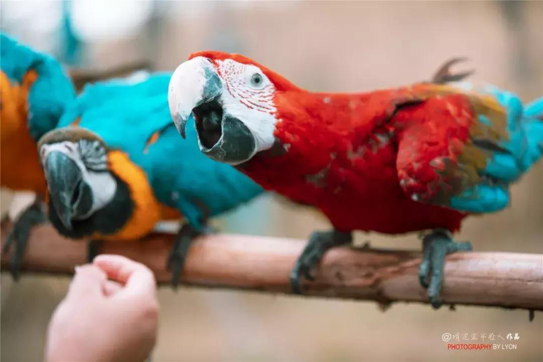 去南京金牛湖野生动物王国堵车吗,南京金牛湖野生动物王国最新活动