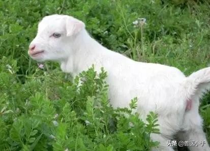 母羊胎衣不下怎么处理,母羊胎衣不下的中药疗法