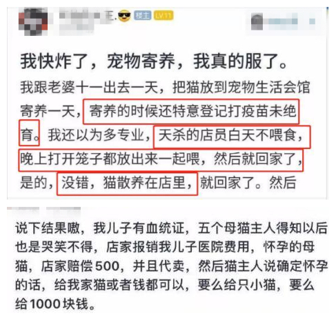 蓝猫一夜至少与五只母猫交配，啪到虚脱，最后被紧急送往医院输液