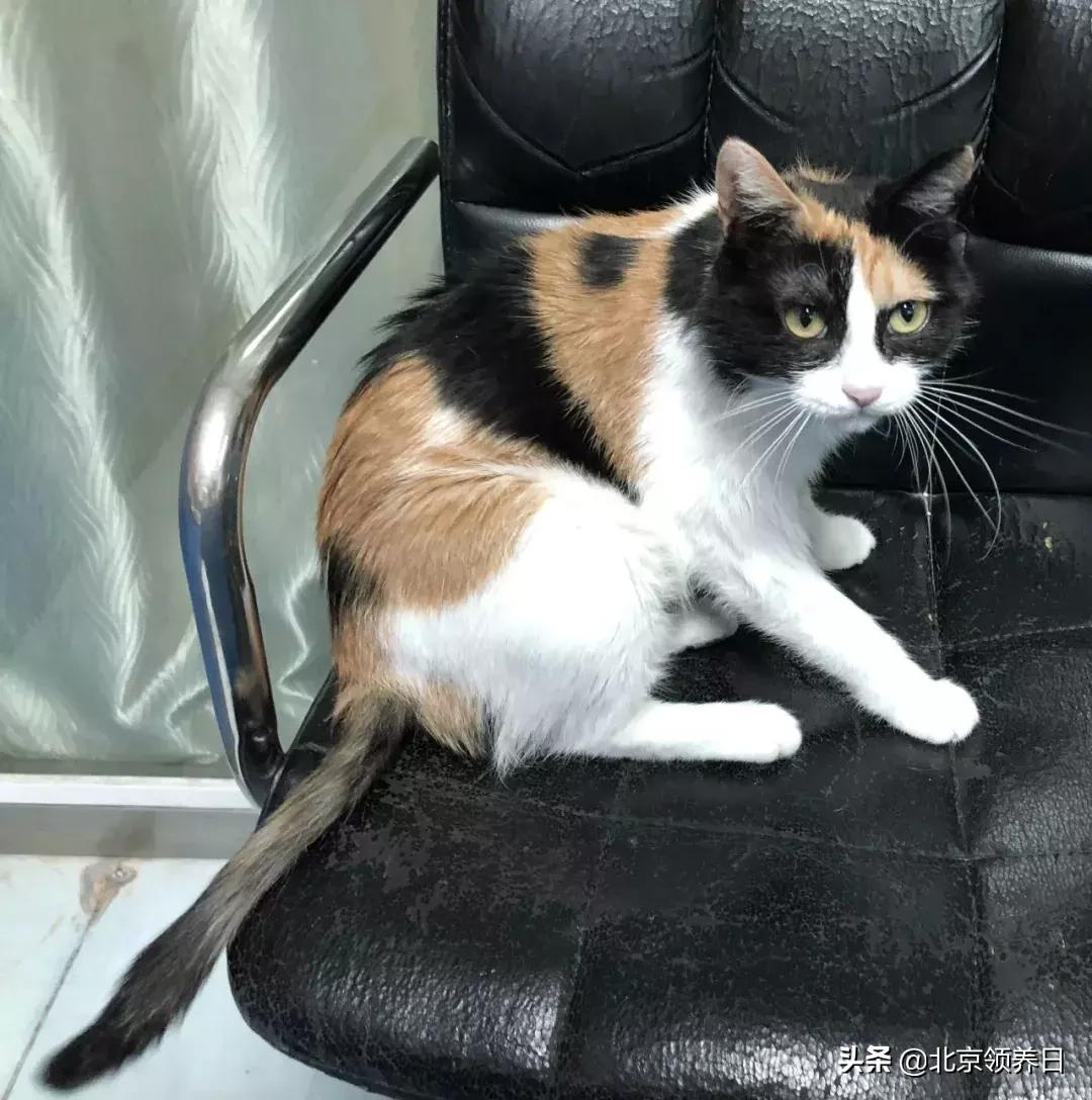 #领养代替购买#给它们一个家|线上宠物领养日,20190608加场