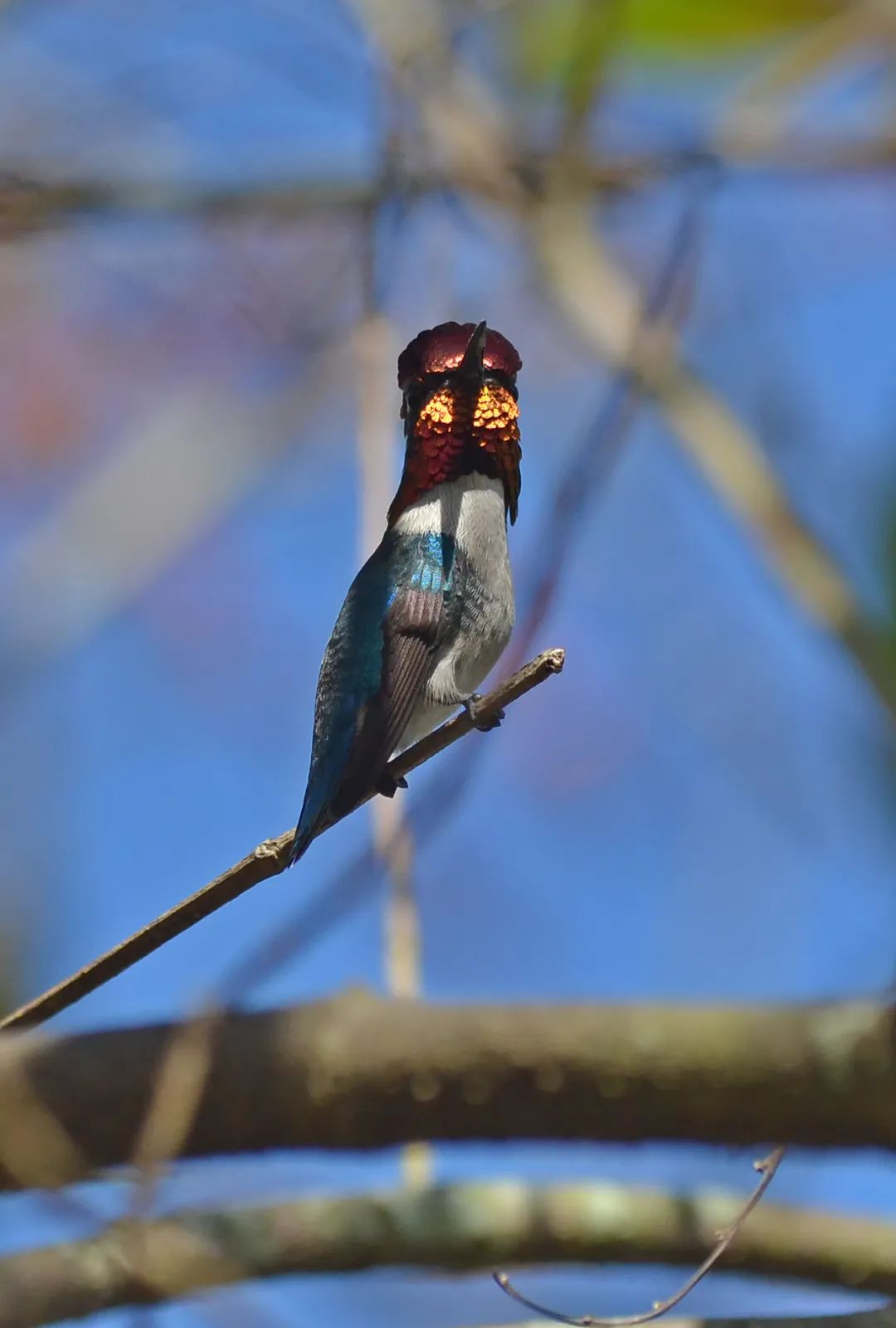 吸蜜蜂鸟：惊艳森林的彩虹小宝石