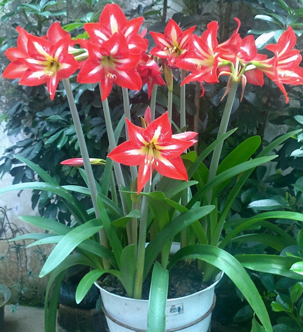 养花人的烦恼下雨刮风搬来搬去,养花的烦恼就是虫子