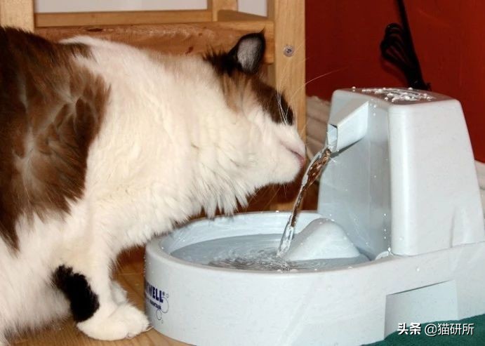 猫咪为什么喜欢马桶水,为啥猫咪喜欢喝洗澡水