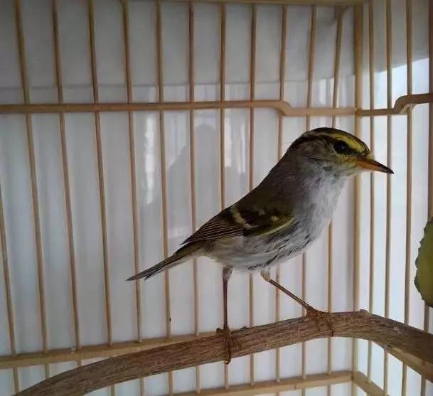 柳莺饲养知识大全