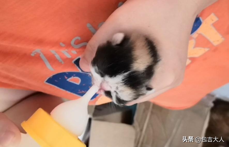 万字长文,分享自己养猫的真实经验,只愿每一只毛孩都能获得善待