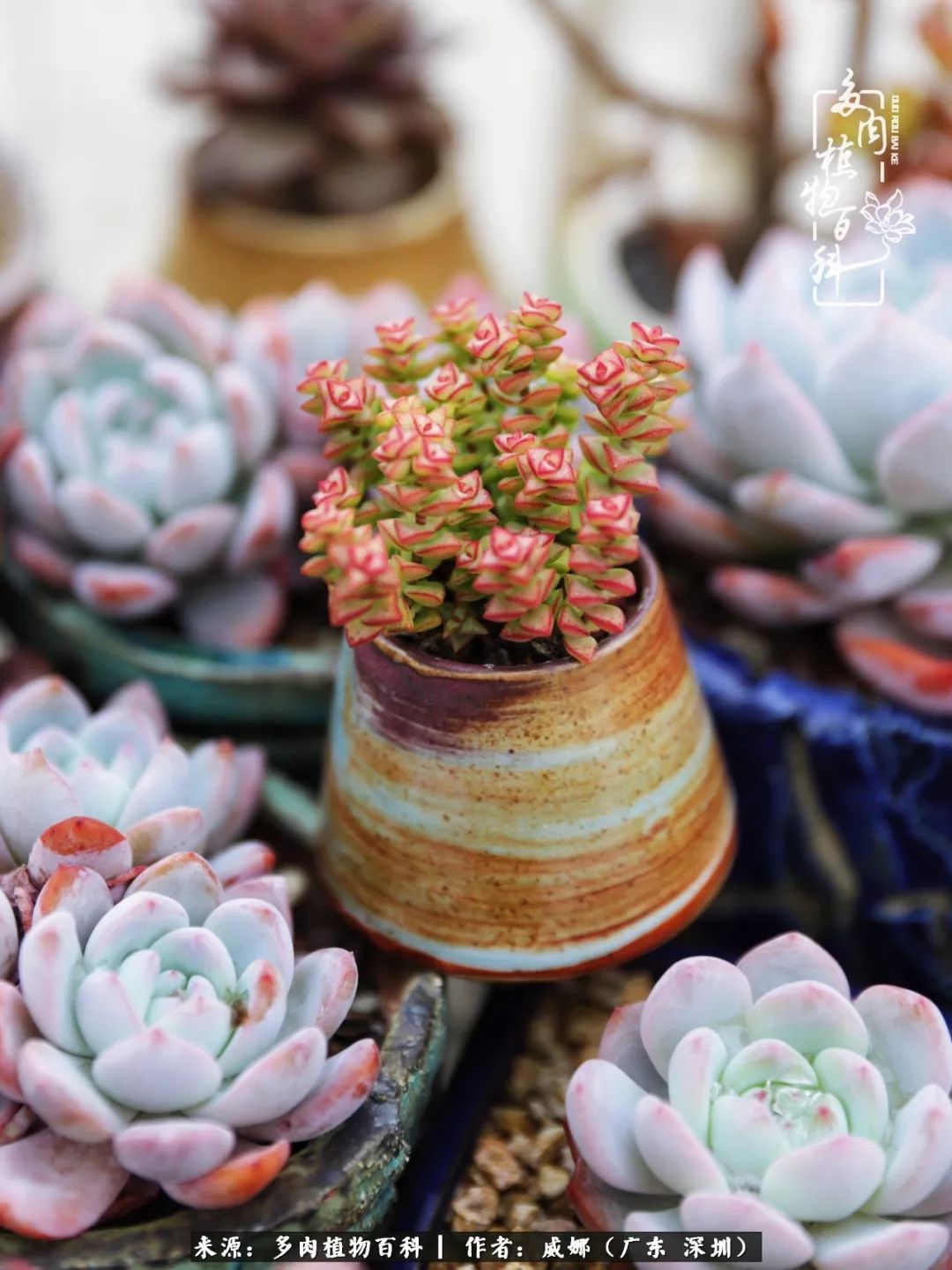 笼子里的多肉,露养的多肉和室内的多肉区别