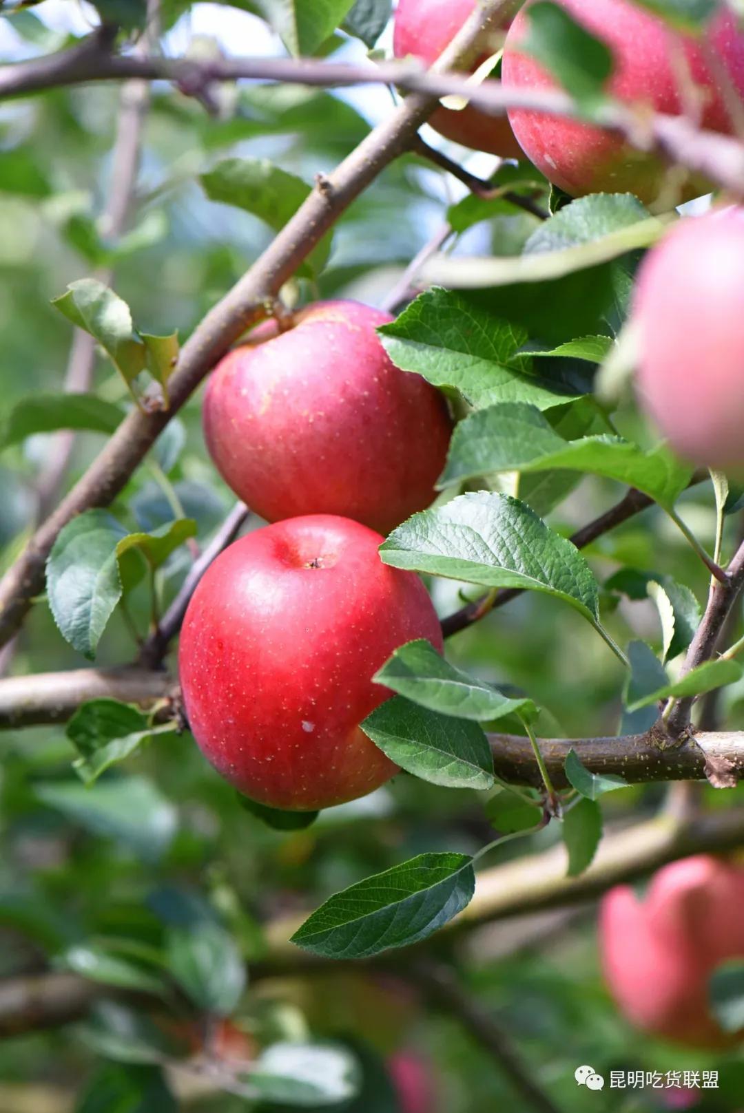 自驾29分钟到，昆明边大片红将军成熟可摘，1口糖心甜蜜又多汁