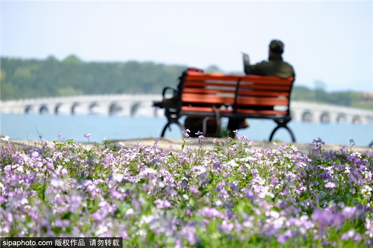 紫色花海哪里最好玩,紫色的花海景点