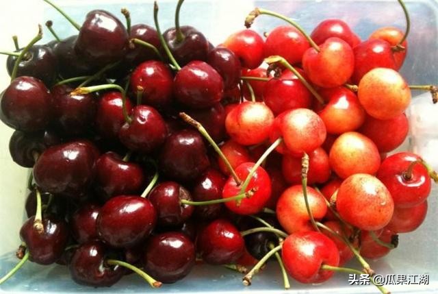 猕猴桃奇异果菠萝凤梨,菠萝与凤梨樱桃与车厘子有何区别