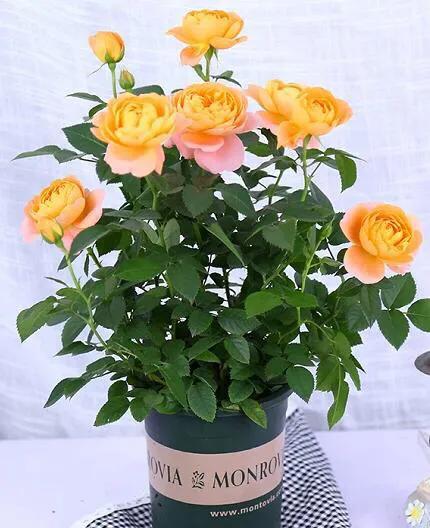 月季图鉴哪本书好,淘宝上最好养的月季品种