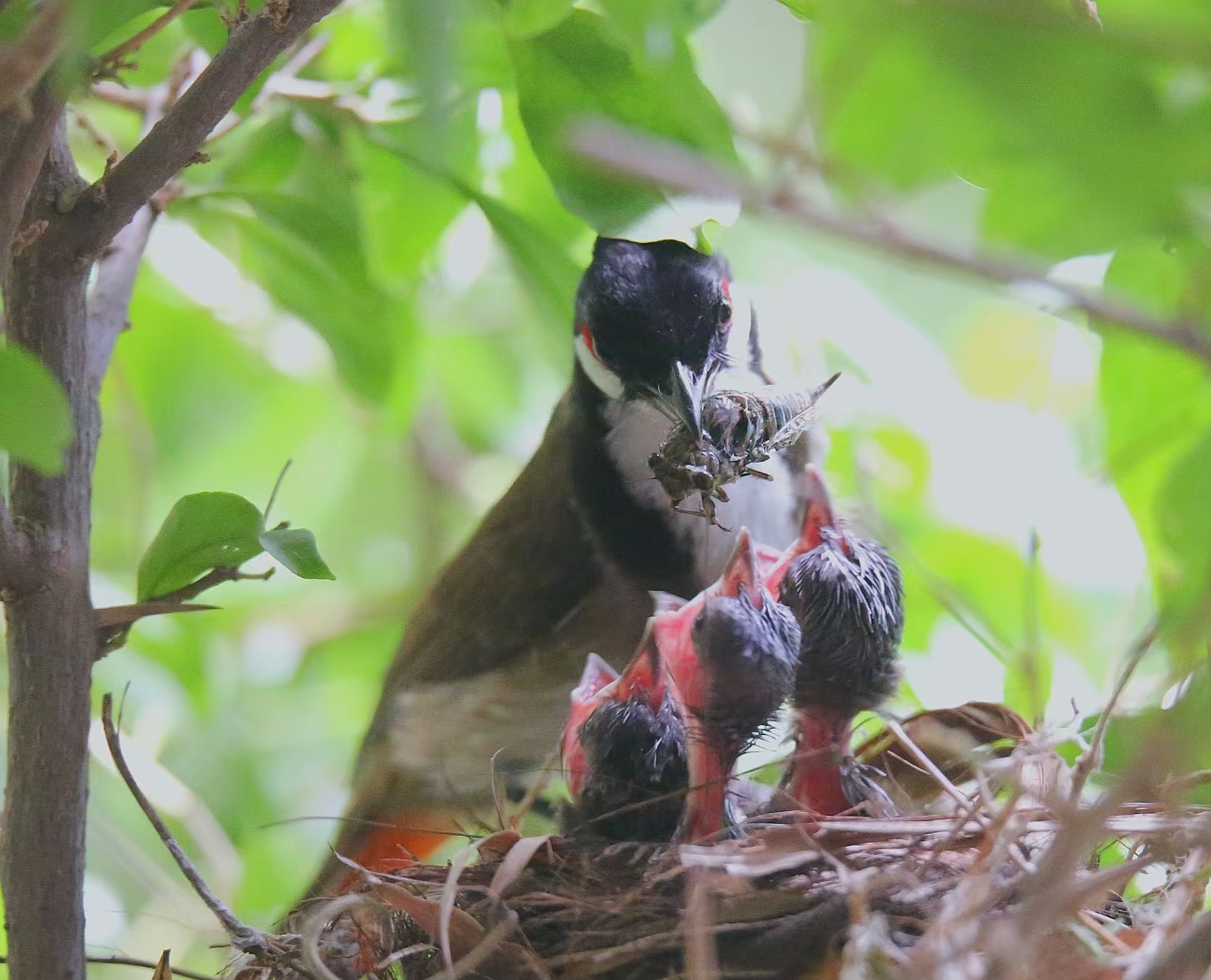 景美人善！我红耳鹎成都“安家”日常曝光