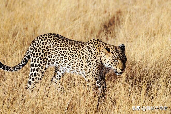 美洲豹是最强大的猫科,最凶猛的猫科动物美洲豹