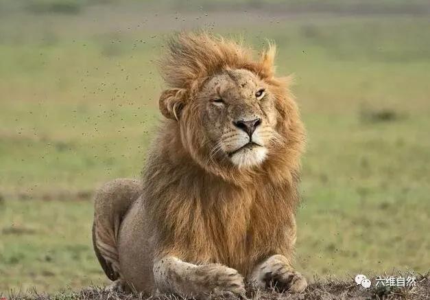 雄狮战败回狮群被攻击,雄狮入侵时群母狮为何不战斗