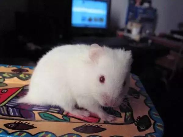 仓鼠种类大仓鼠,仓鼠的详细资料仓鼠的种类