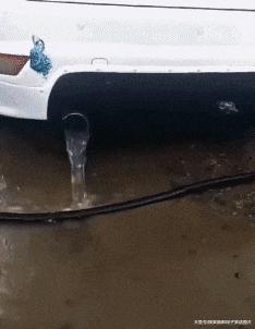 在野外发现甘蔗,在山里发现甘蔗