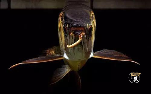 龙鱼不喂大麦虫后拒食,龙鱼要买高背还是过背的