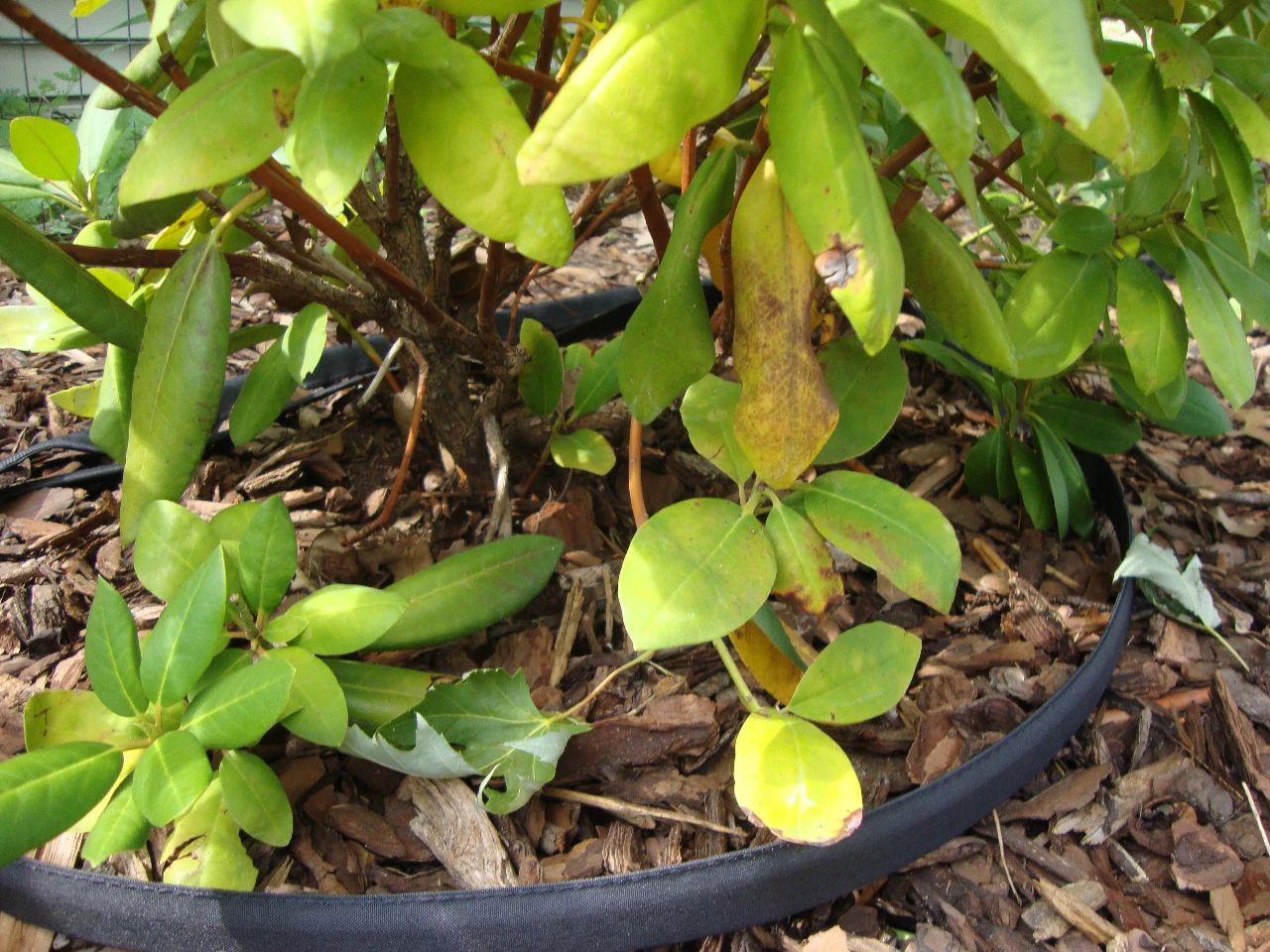 杜鹃花掉叶了就剩光杆怎么处理,杜鹃花掉花蕊